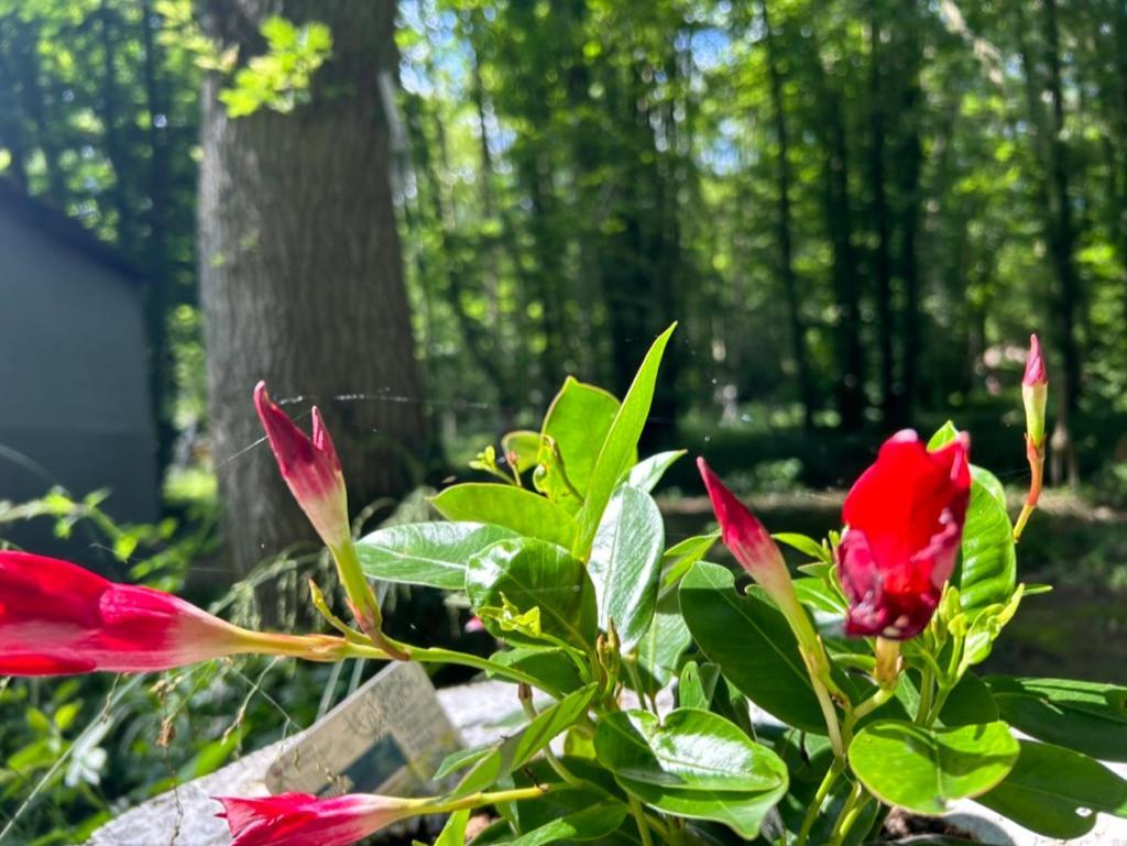 Gites Du Bois Des Perruches Saint-Vincent-des-Bois 外观 照片