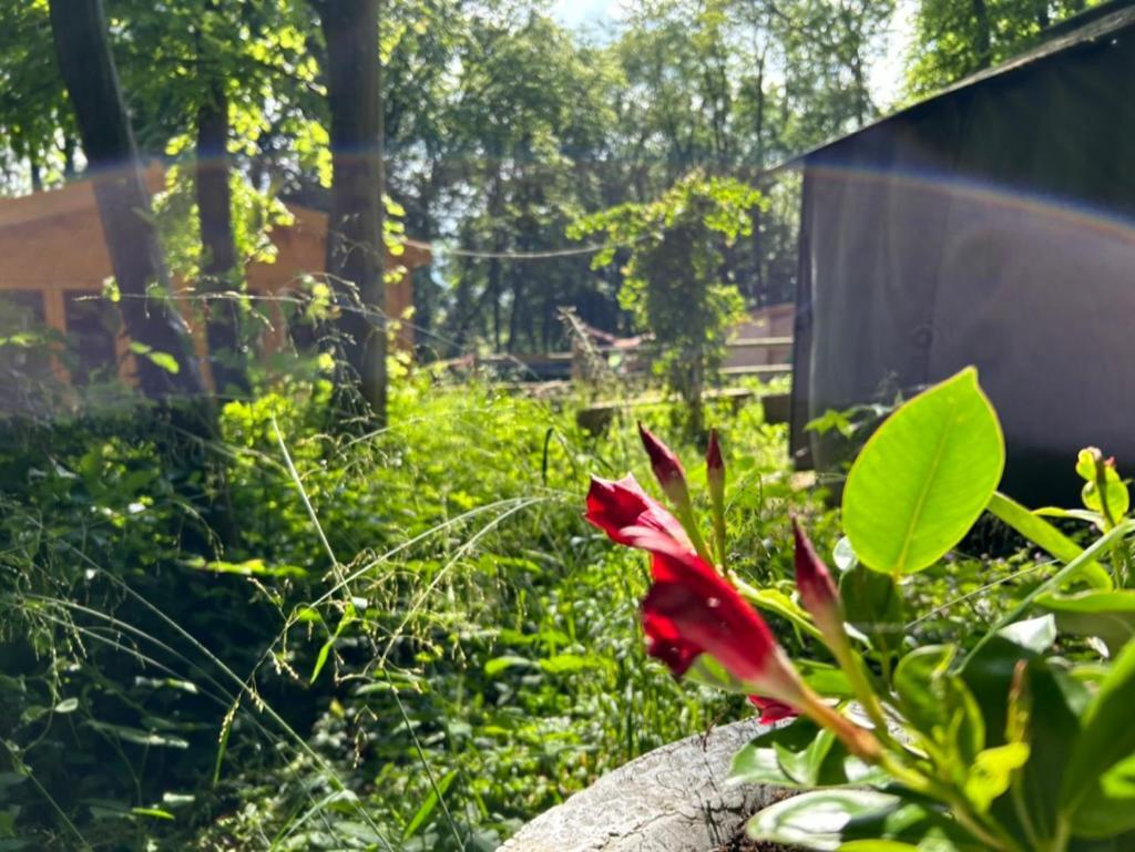 Gites Du Bois Des Perruches Saint-Vincent-des-Bois 外观 照片