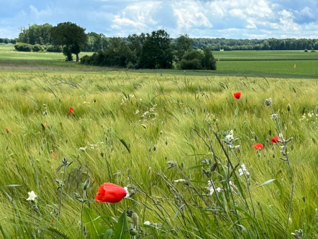 Gites Du Bois Des Perruches Saint-Vincent-des-Bois 外观 照片
